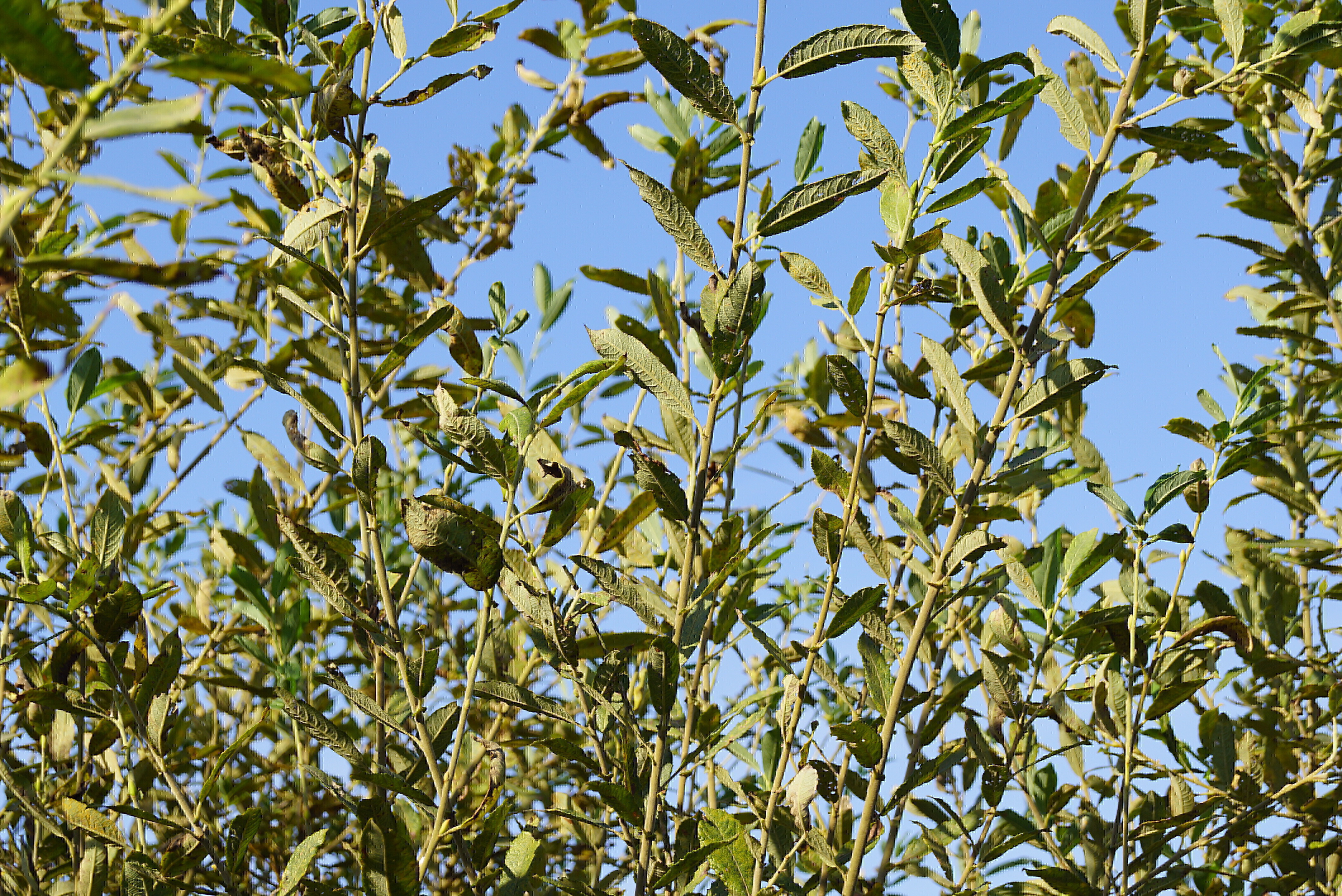 Salix cinerea (2)
